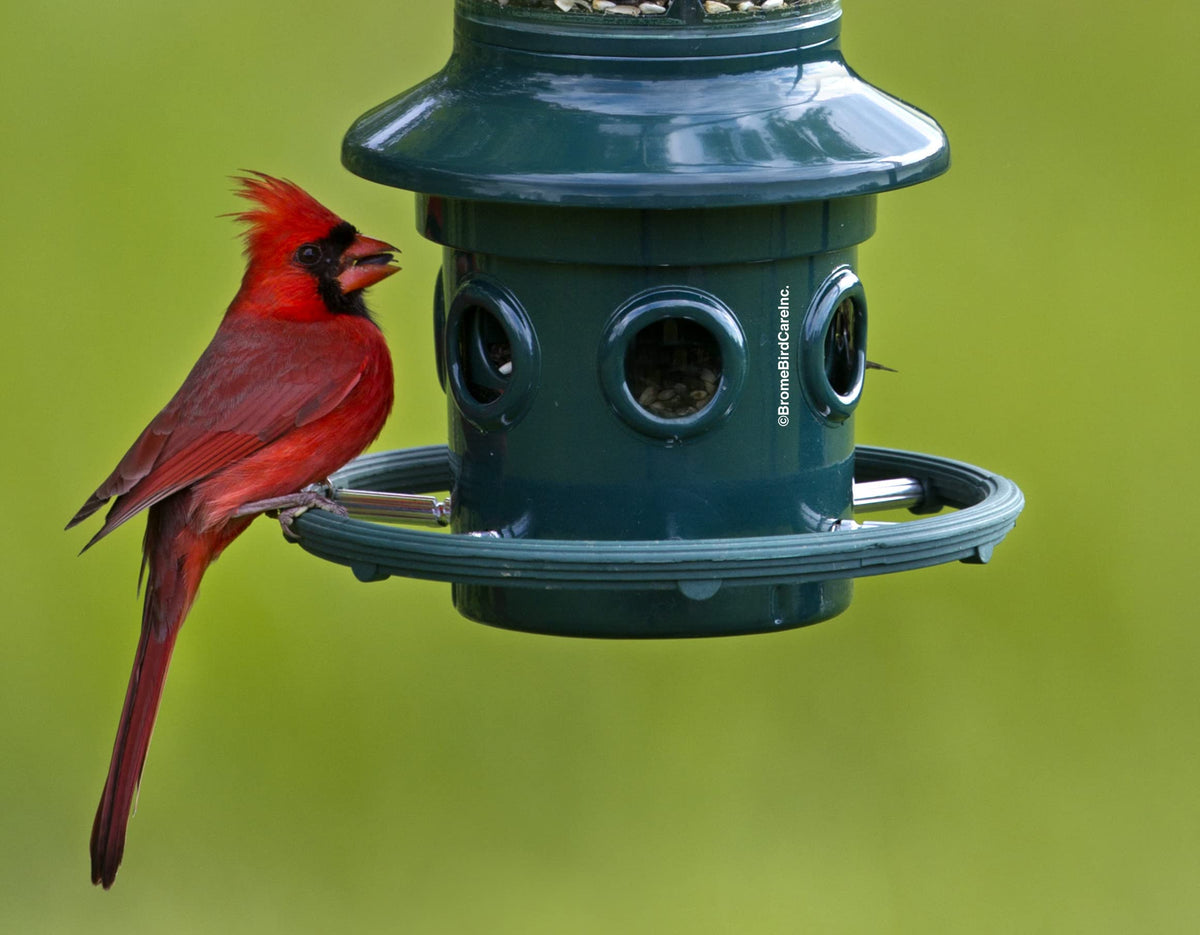 BROME Squirrel Buster Plus Bird Feeder with Cardinal Ring